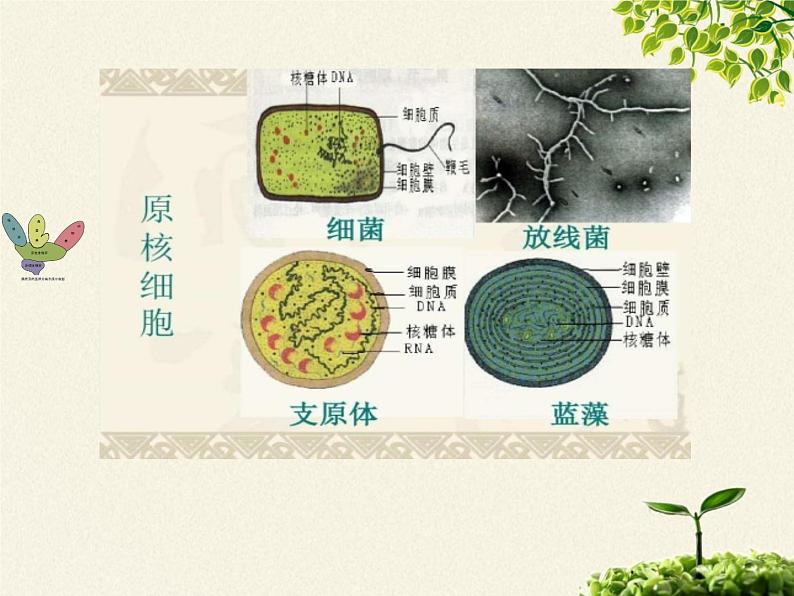 北师大版生物八年级下册 7.22.2 原生生物的主要类群(2) 课件第3页