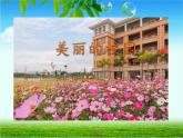 北师大版生物八年级下册 7.22.3 植物的主要类群 课件