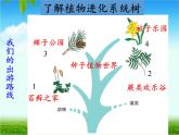 北师大版生物八年级下册 7.22.3 植物的主要类群 课件