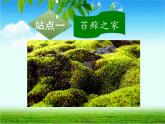 北师大版生物八年级下册 7.22.3 植物的主要类群 课件