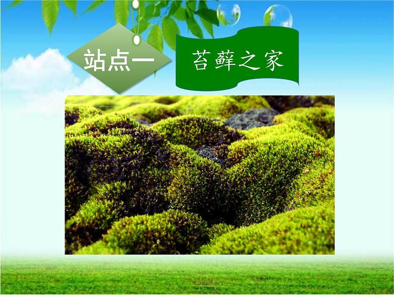 北师大版生物八年级下册 7.22.3 植物的主要类群 课件第5页