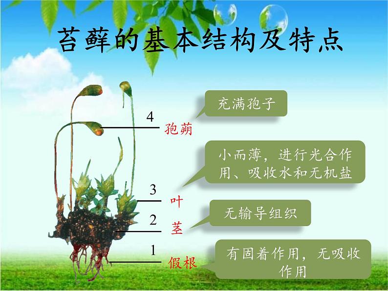 北师大版生物八年级下册 7.22.3 植物的主要类群 课件第7页