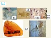 北师大版生物八年级下册 7.21.2 生物的进化(2) 课件