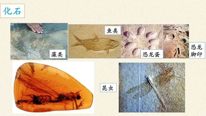 北师大版生物八年级下册 7.21.2 生物的进化(2) 课件第5页