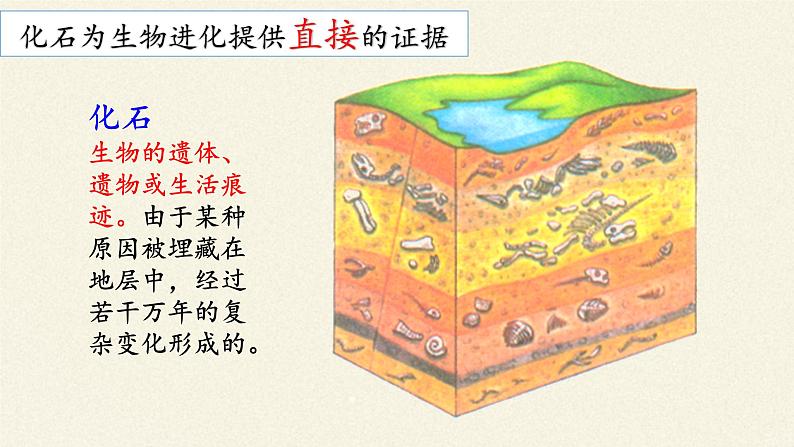 北师大版生物八年级下册 7.21.2 生物的进化(2) 课件第7页