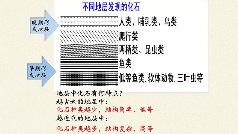 北师大版生物八年级下册 7.21.2 生物的进化(2) 课件第8页