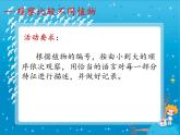 北师大版生物八年级下册 7.22.3 植物的主要类群(7) 课件