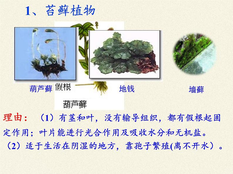 北师大版生物八年级下册 7.22.3 植物的主要类群(7) 课件08