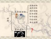 北师大版生物八年级下册 7.22.4 动物的主要类群(2) 课件