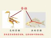 北师大版生物八年级下册 7.22.4 动物的主要类群(2) 课件
