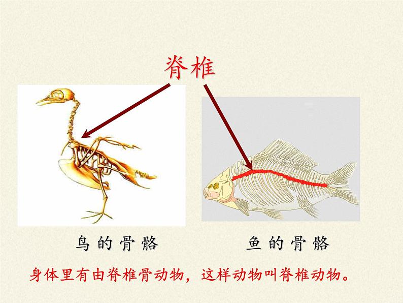 北师大版生物八年级下册 7.22.4 动物的主要类群(2) 课件第3页