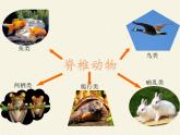 北师大版生物八年级下册 7.22.4 动物的主要类群(2) 课件