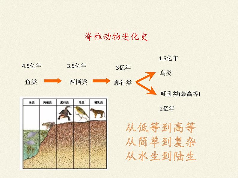 北师大版生物八年级下册 7.22.4 动物的主要类群(2) 课件第5页