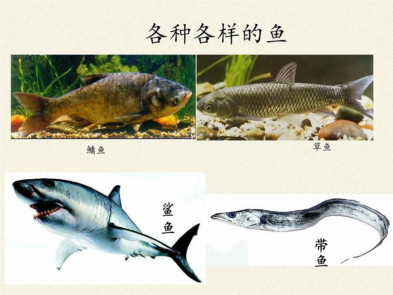 北师大版生物八年级下册 7.22.4 动物的主要类群(2) 课件第8页