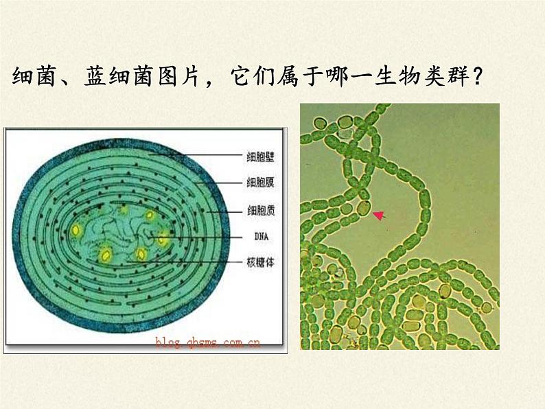 北师大版生物八年级下册 7.22.2 原生生物的主要类群(5) 课件第3页