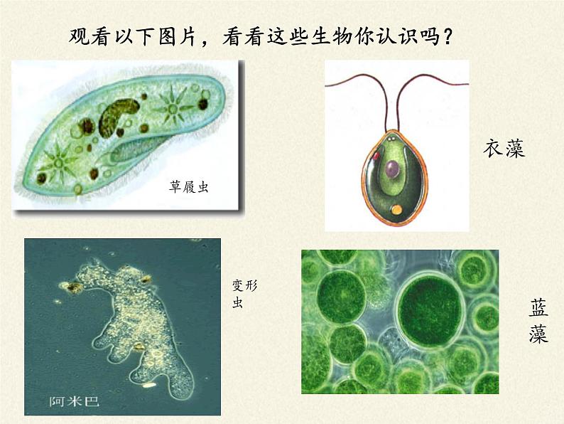 北师大版生物八年级下册 7.22.2 原生生物的主要类群(5) 课件第4页