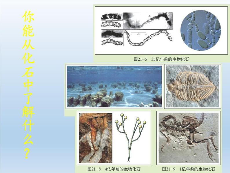 北师大版生物八年级下册 7.21.2 生物的进化(6) 课件第6页