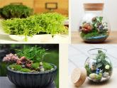 北师大版生物八年级下册 7.22.3 植物的主要类群(10) 课件