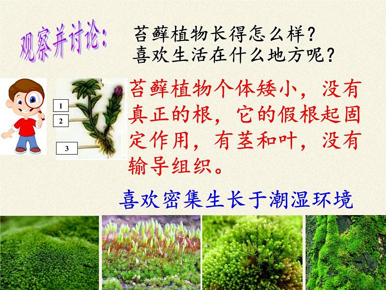 北师大版生物八年级下册 7.22.3 植物的主要类群(10) 课件第8页