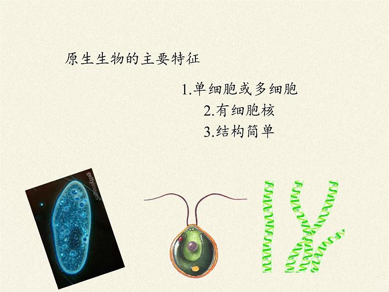 北师大版生物八年级下册 7.22.2 原生生物的主要类群(1) 课件04
