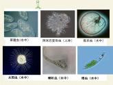北师大版生物八年级下册 7.22.2 原生生物的主要类群(1) 课件