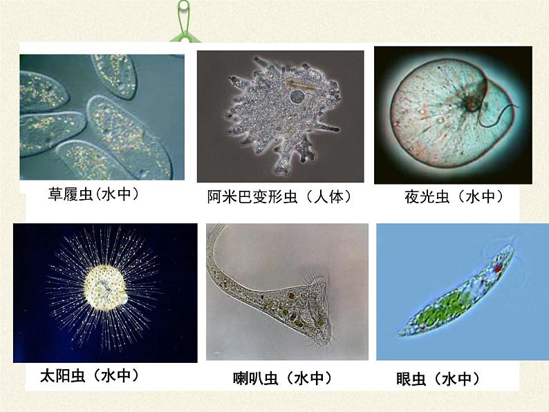 北师大版生物八年级下册 7.22.2 原生生物的主要类群(1) 课件05