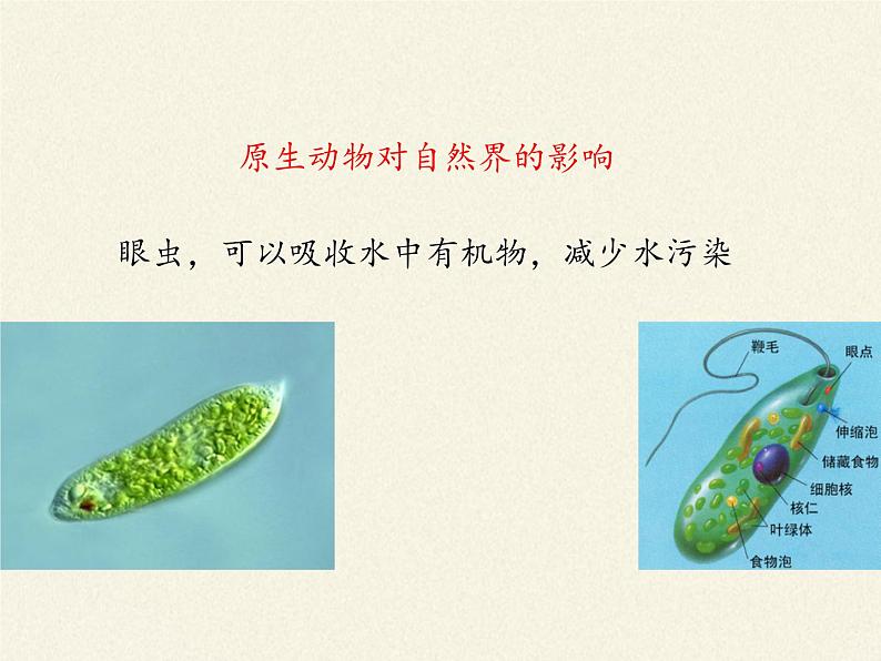 北师大版生物八年级下册 7.22.2 原生生物的主要类群(1) 课件06