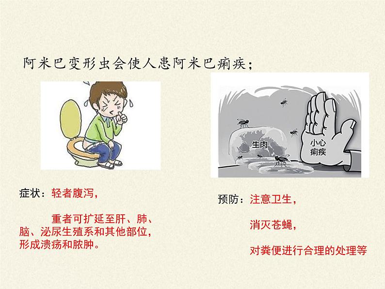 北师大版生物八年级下册 7.22.2 原生生物的主要类群(1) 课件07