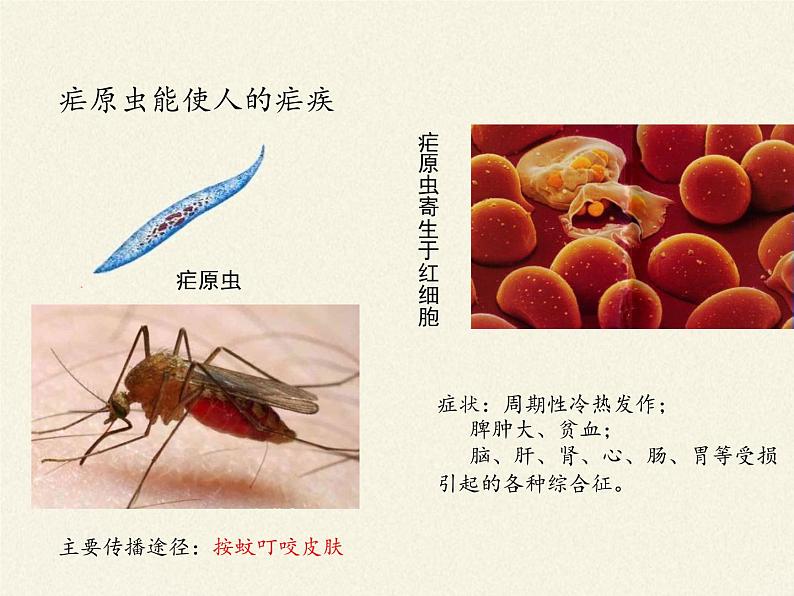 北师大版生物八年级下册 7.22.2 原生生物的主要类群(1) 课件08