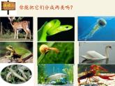 北师大版生物八年级下册 7.22.4 动物的主要类群(5) 课件