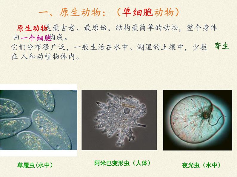 北师大版生物八年级下册 7.22.2 原生生物的主要类群(7) 课件第6页