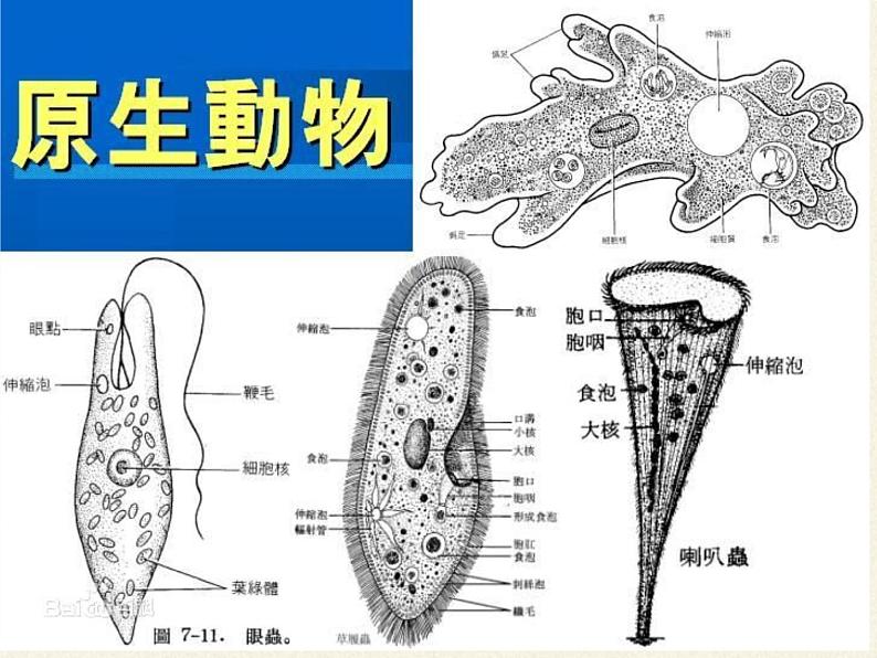 北师大版生物八年级下册 7.22.2 原生生物的主要类群(7) 课件第7页