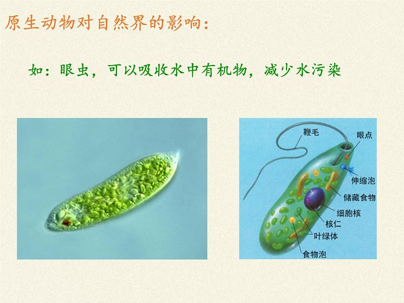 北师大版生物八年级下册 7.22.2 原生生物的主要类群(7) 课件第8页