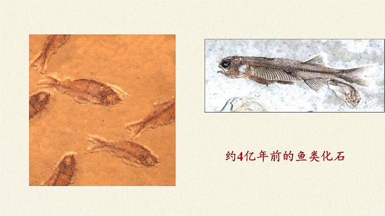 北师大版生物八年级下册 7.21.2 生物的进化 课件05