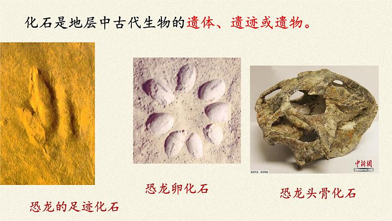 北师大版生物八年级下册 7.21.2 生物的进化 课件06