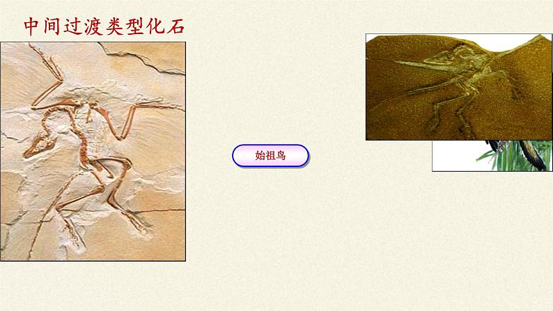 北师大版生物八年级下册 7.21.2 生物的进化 课件07