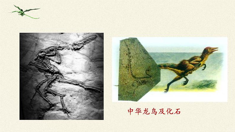 北师大版生物八年级下册 7.21.2 生物的进化 课件08