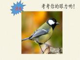 北师大版生物八年级下册 7.22.4 动物的主要类群(9) 课件