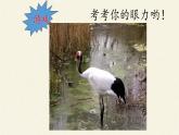 北师大版生物八年级下册 7.22.4 动物的主要类群(9) 课件