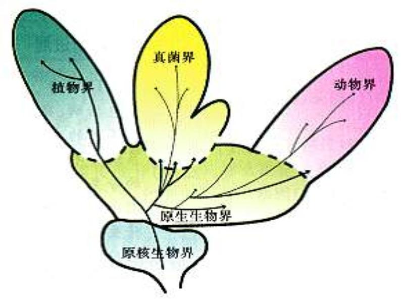 北师大版生物八年级下册 7.22.2 原生生物的主要类群_ 课件02