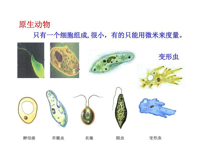 北师大版生物八年级下册 7.22.2 原生生物的主要类群_ 课件06