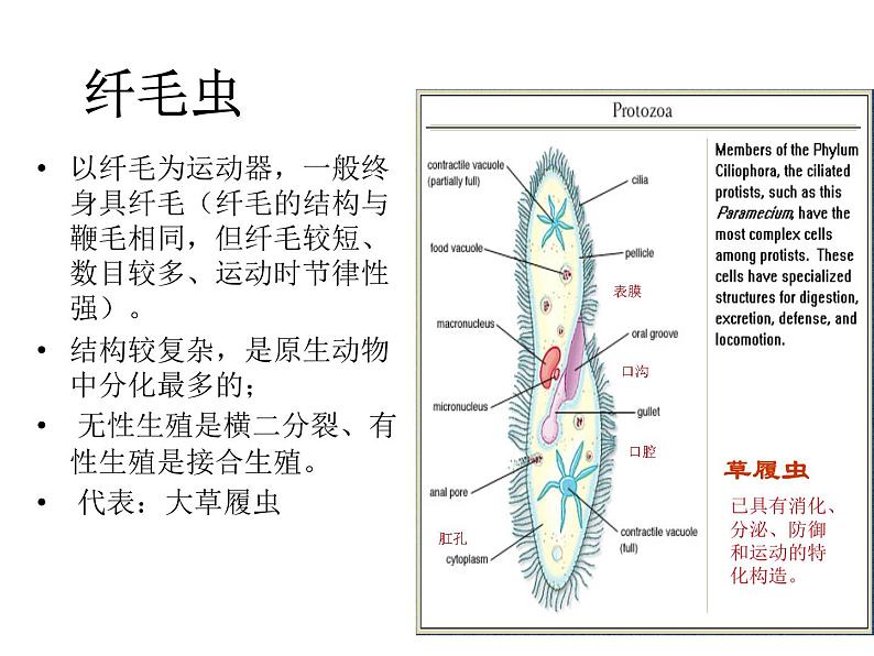 北师大版生物八年级下册 7.22.2 原生生物的主要类群_ 课件07