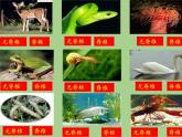北师大版生物八年级下册 7.22.4 动物的主要类群(8) 课件