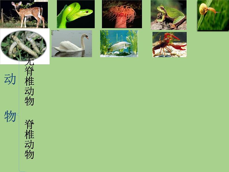 北师大版生物八年级下册 7.22.4 动物的主要类群(8) 课件第3页