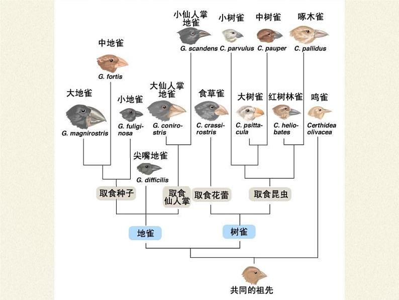 北师大版生物八年级下册 7.21.2 生物的进化(4) 课件第5页