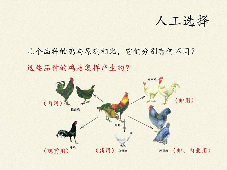 北师大版生物八年级下册 7.21.2 生物的进化(4) 课件第6页