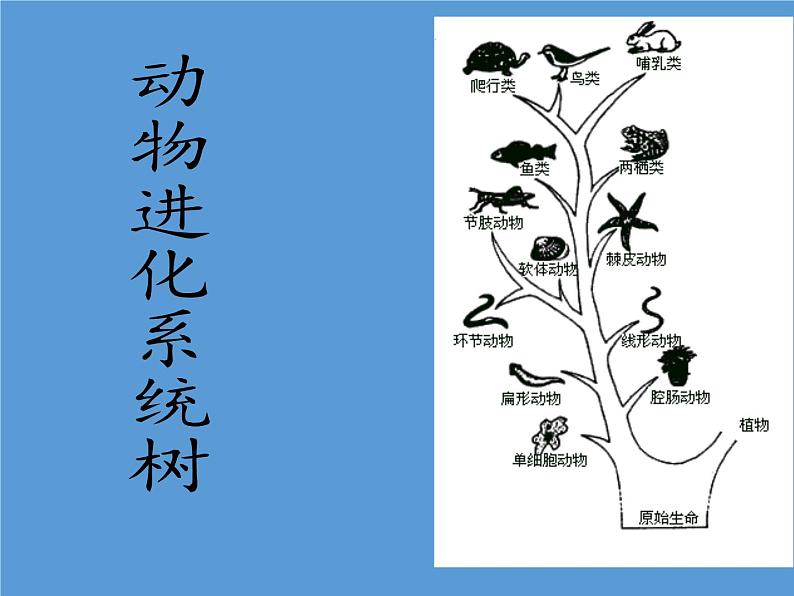 北师大版生物八年级下册 7.22.4 动物的主要类群(10) 课件第8页