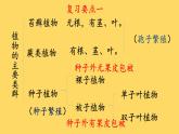北师大版生物八年级下册 7.22.3 植物的主要类群(8) 课件