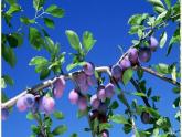 北师大版生物八年级下册 7.22.3 植物的主要类群(8) 课件