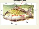 北师大版生物八年级下册 7.22.4 动物的主要类群(16) 课件